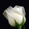 Hikmet_58